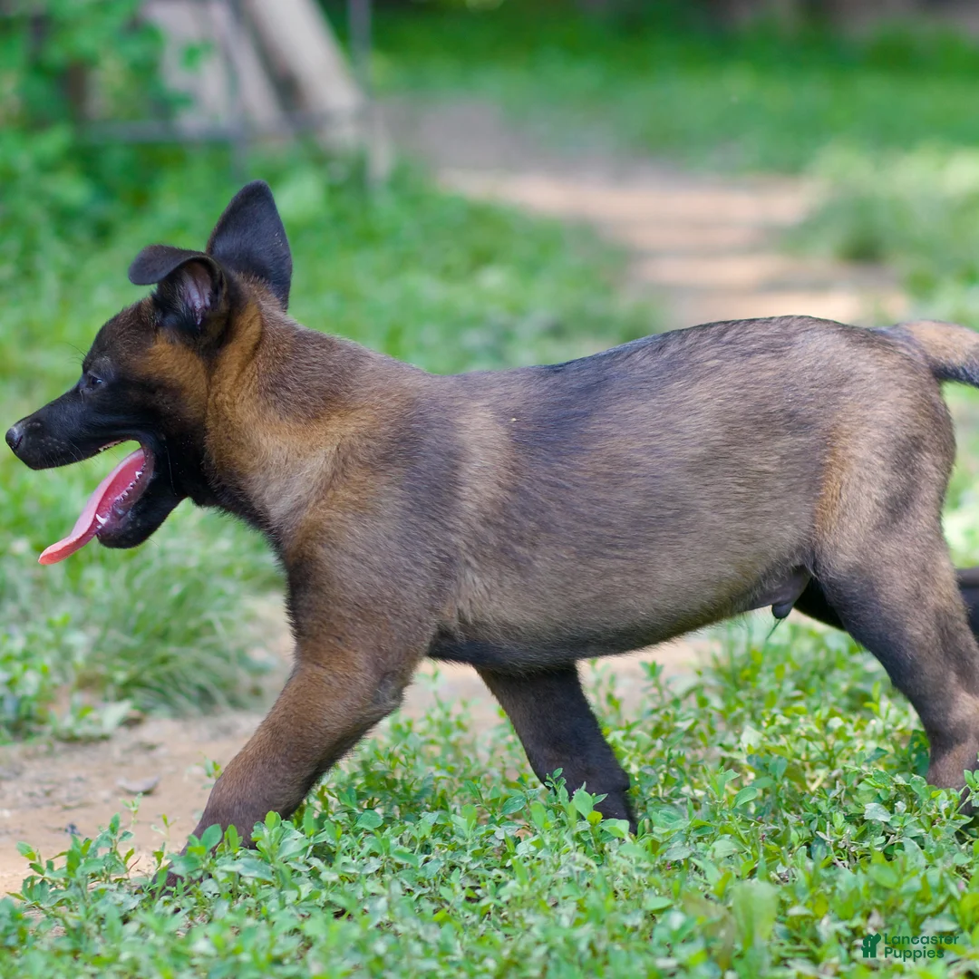 Belgian Malinois dogs for sale: Simba - Ad 3