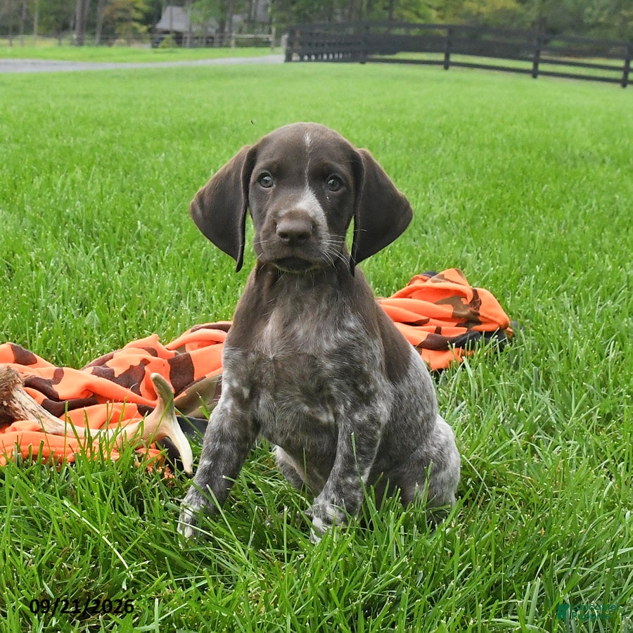 German Shorthaired Pointer dogs Serge  - Ad 2