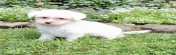 Bichpoo dogs for sale: Logan - Ad 3
