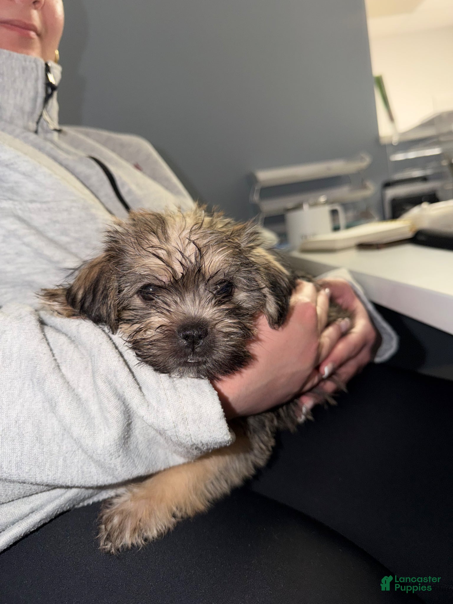 Mixed Breed dogs Mixed Breed Puppy 3 - Ad 1