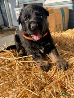 German Shepherd dogs Orange Collar  - Ad 2