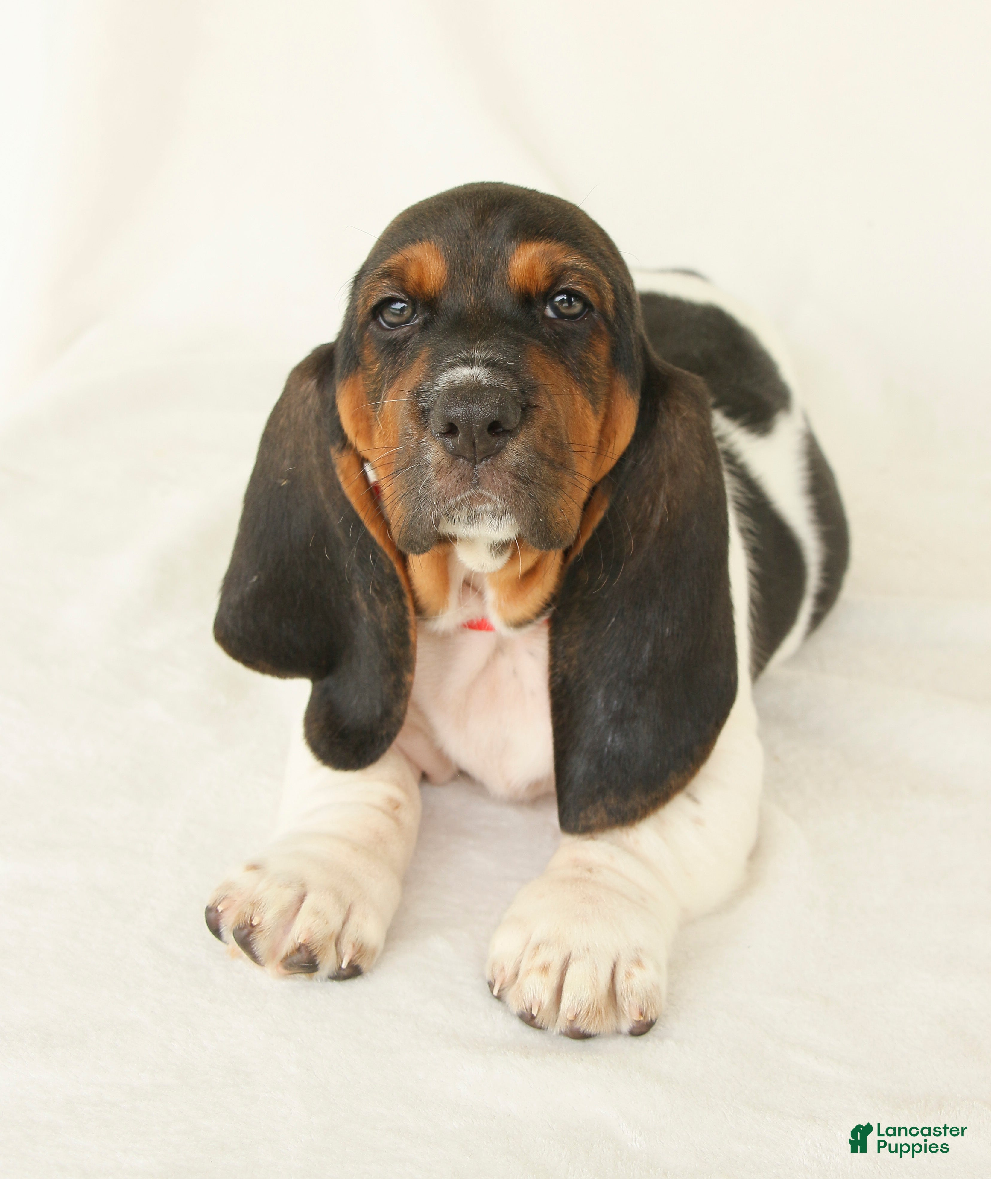 Basset Hound dogs Angel - Ad 1