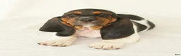 Basset Hound dogs for sale: Angel - Ad 1