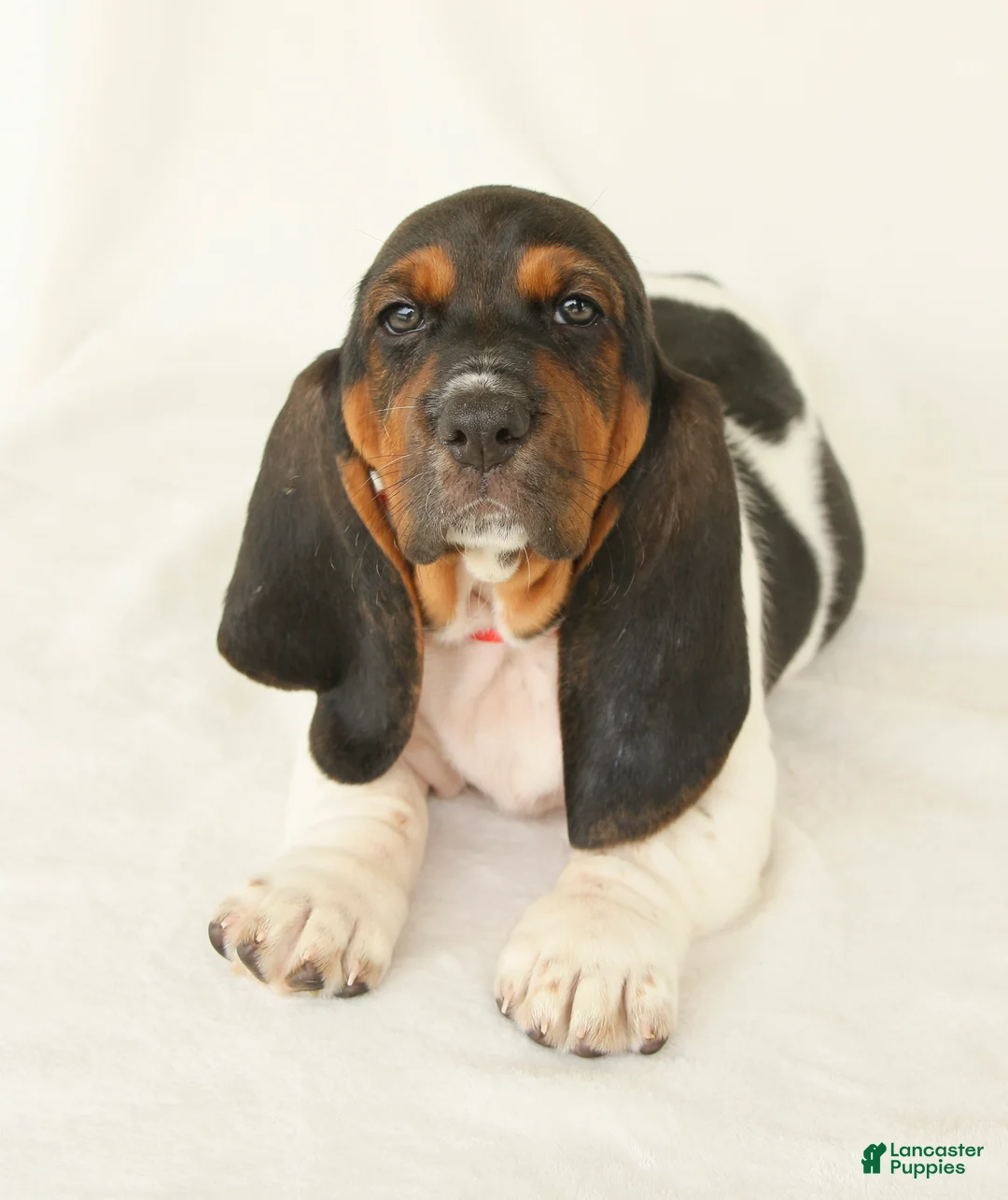 Basset Hound dogs for sale: Angel - Ad 1