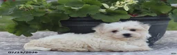 Maltese dogs for sale: Arlene - Ad 9