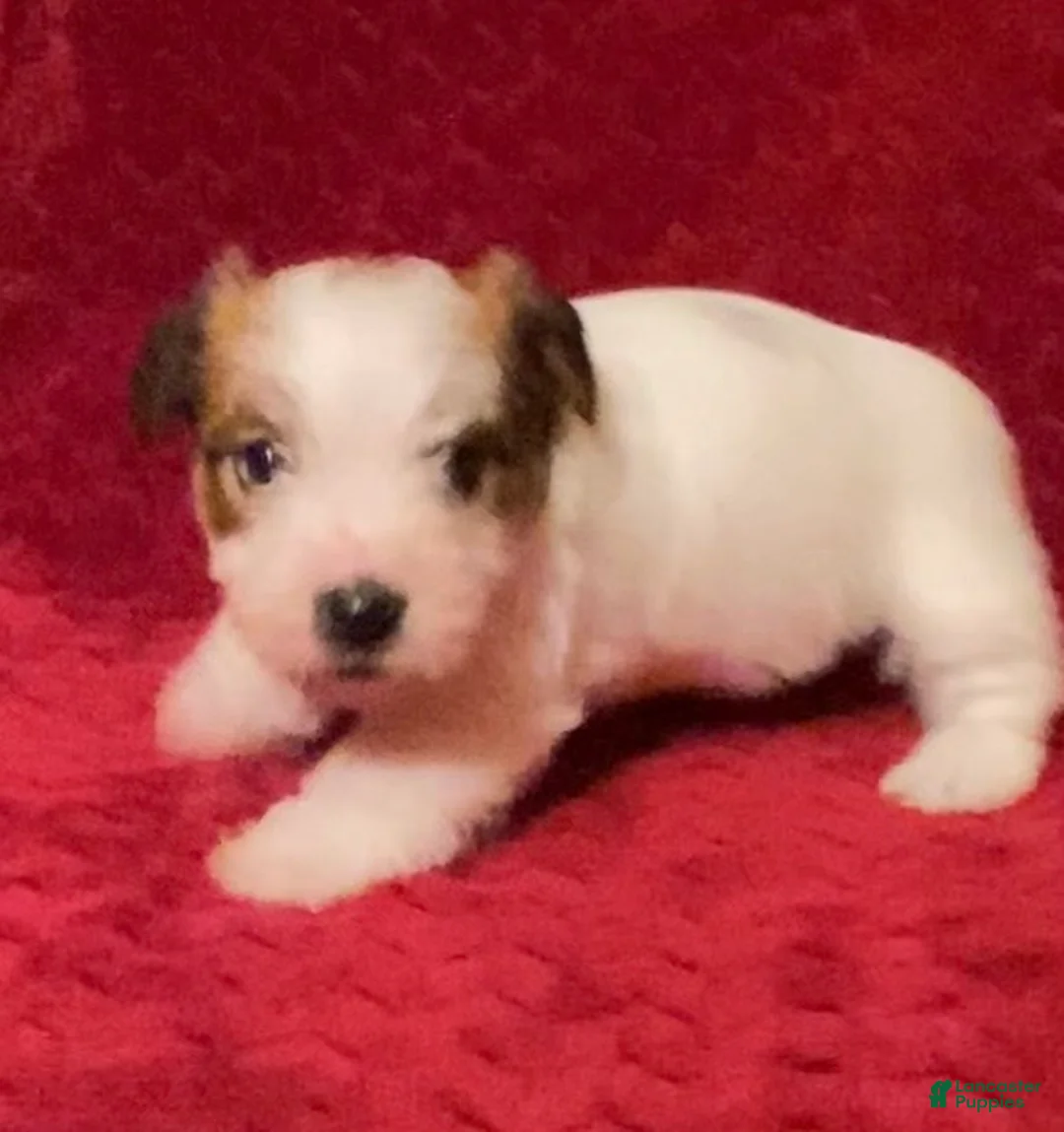 Jack Russell Terrier dogs for sale: Jack Russell Terrier Puppy 5 - Ad 5
