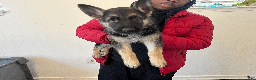 German Shepherd dogs for sale: Beast - Ad 1
