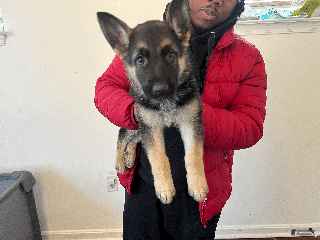 German Shepherd dogs Beast - Ad 23