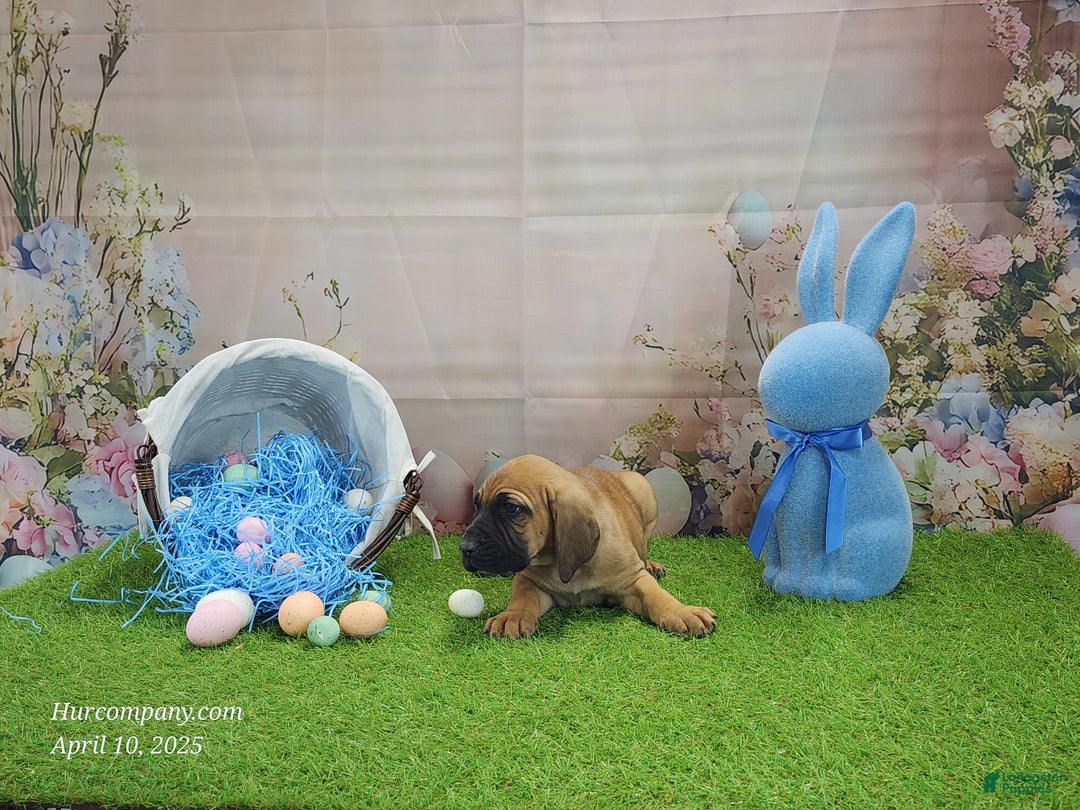 Mixed Breed dogs for sale: 2025 Bloodahoula Male 1 "Huck" - Ad 17