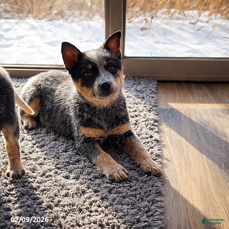 Australian Cattle Dog dogs Carson - Ad 1