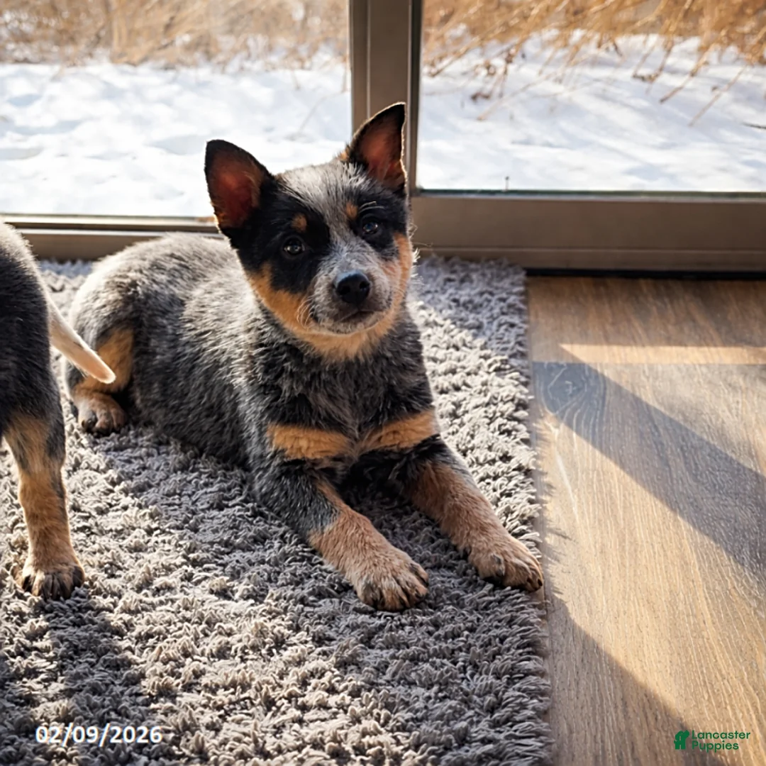 Australian Cattle Dog dogs for sale: Carson - Ad 1