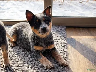 Australian Cattle Dog dogs Carson - Ad 1