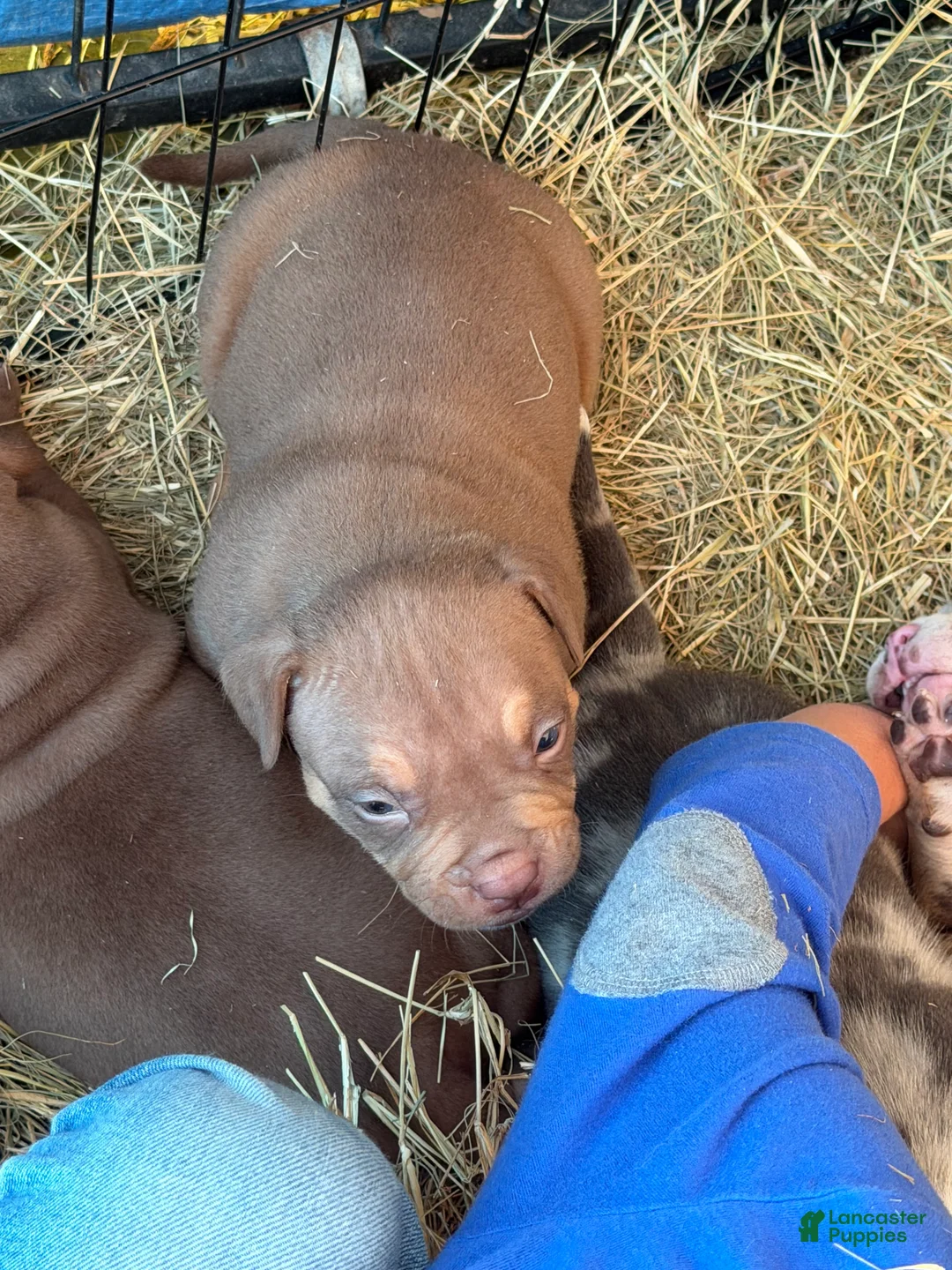 American Bully dogs for sale: American Bully 3 - Ad 2