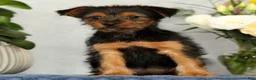 Yorkshire Terrier dogs for sale: Nova - Ad 5