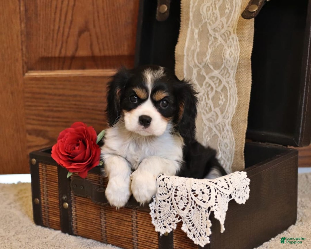 Gallery Image {{count}}