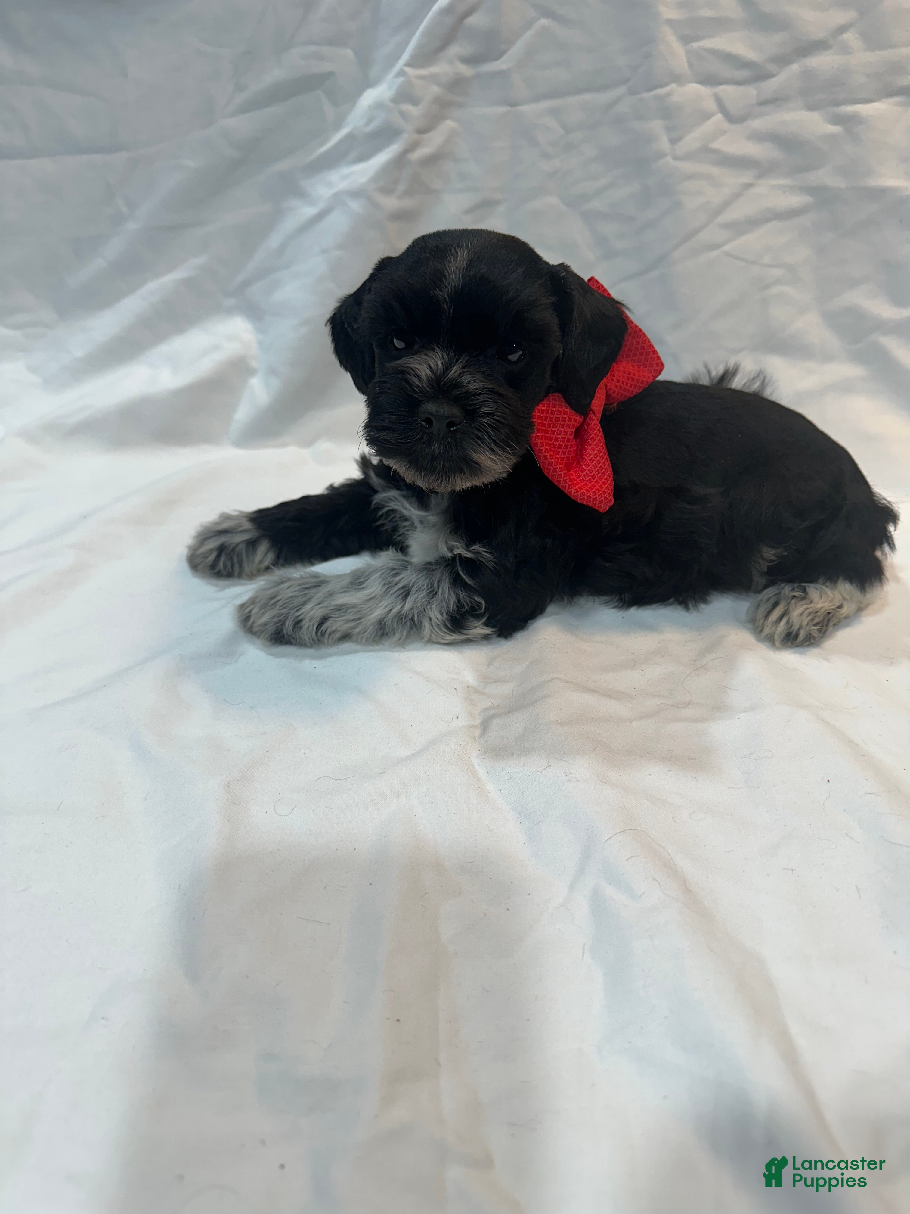 Miniature Schnauzer dogs Lil Tux - Ad 2