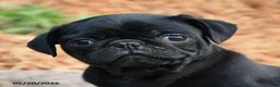 Pug dogs for sale: Jasper - Ad 3