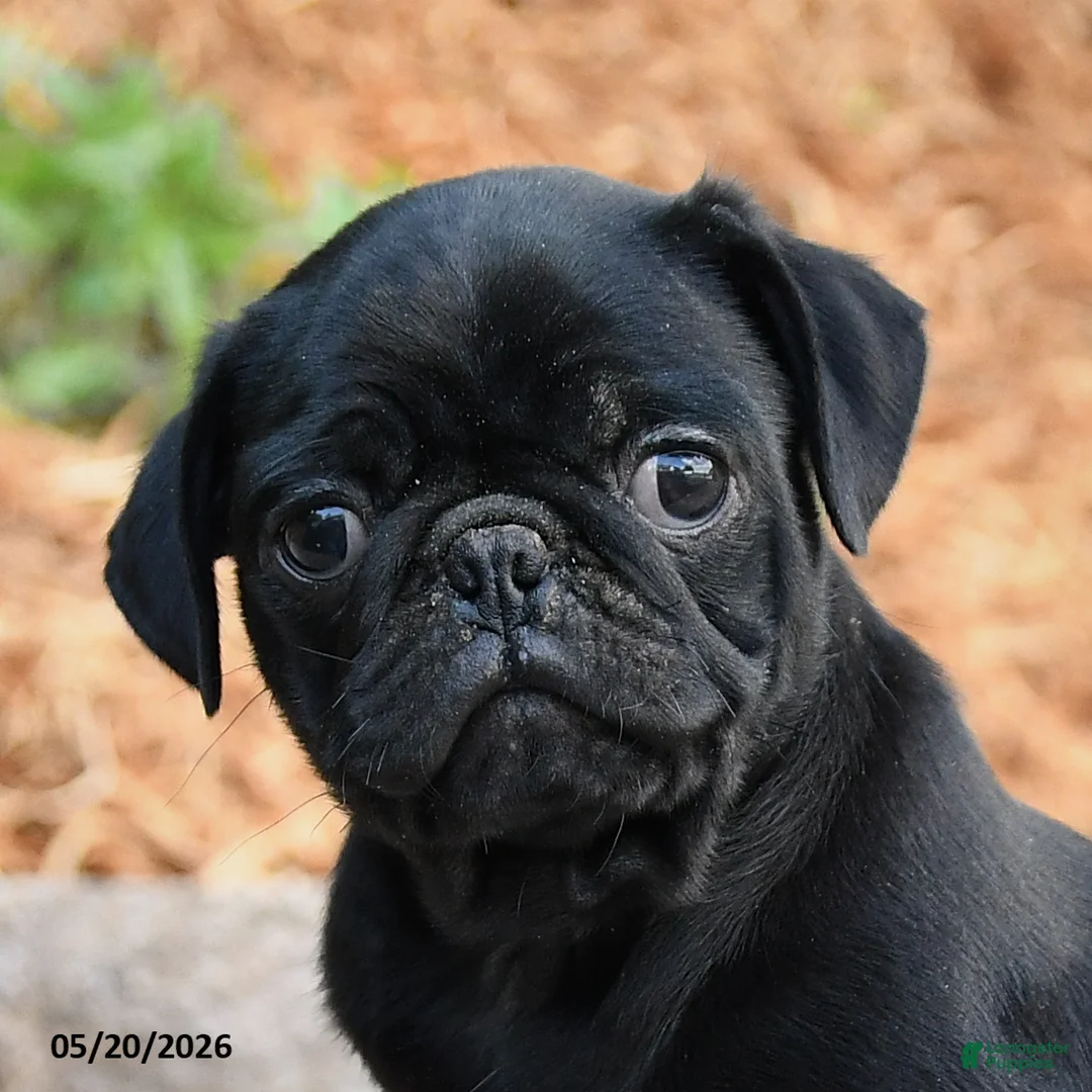 Pug dogs for sale: Jasper - Ad 3