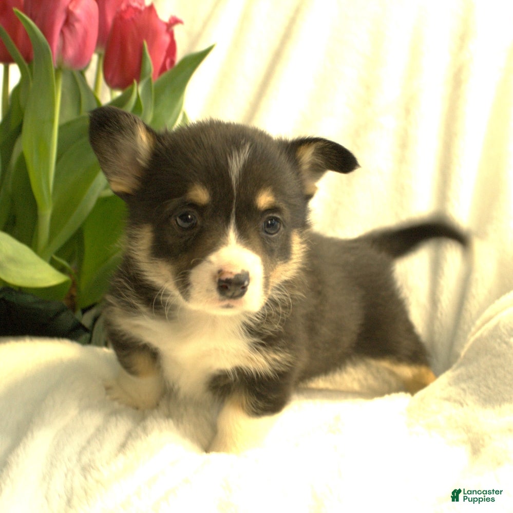 Welsh Corgi Pembroke dogs Dolly - Ad 2