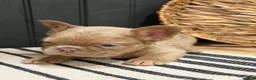French Bulldog dogs for sale: Butterscotch - Ad 11