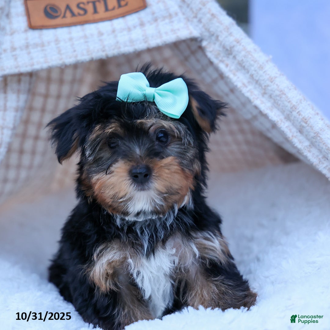 Yorkshire Terrier dogs for sale: Chip - Ad 8