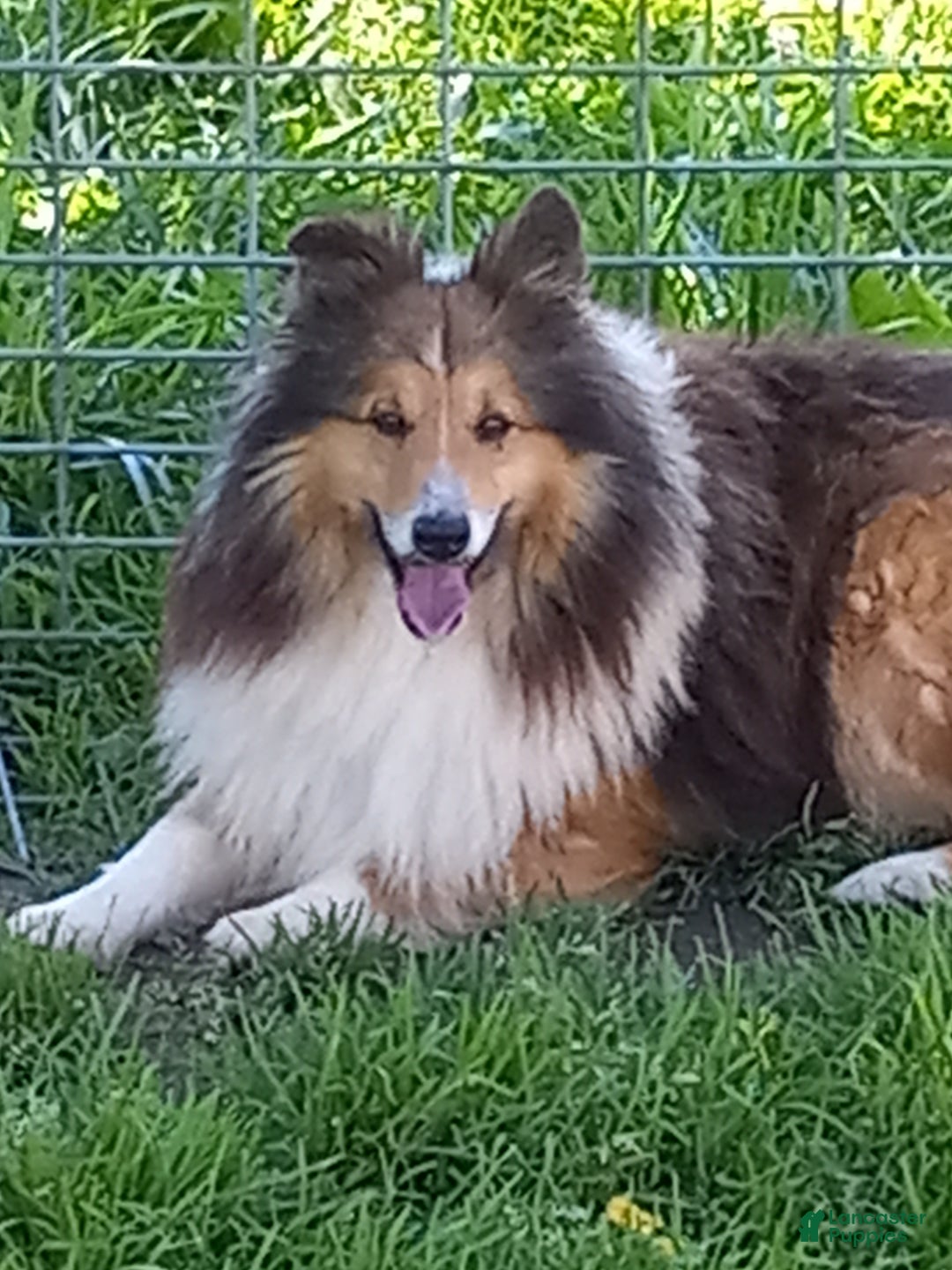 Shetland Sheepdog dogs for sale: PJ  - Ad 6
