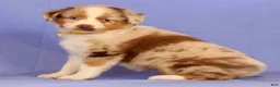 Miniature Australian Shepherd dogs for sale: Debra - Ad 1