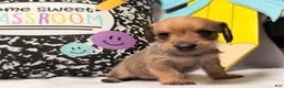 Mixed Breed dogs for sale: Happy  - Ad 6
