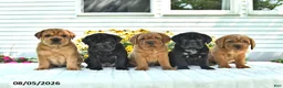 Mini Hippo dogs for sale: Mack  - Ad 5