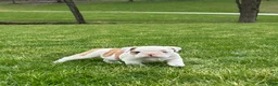 English Bulldog dogs for sale: Wilder - Ad 3