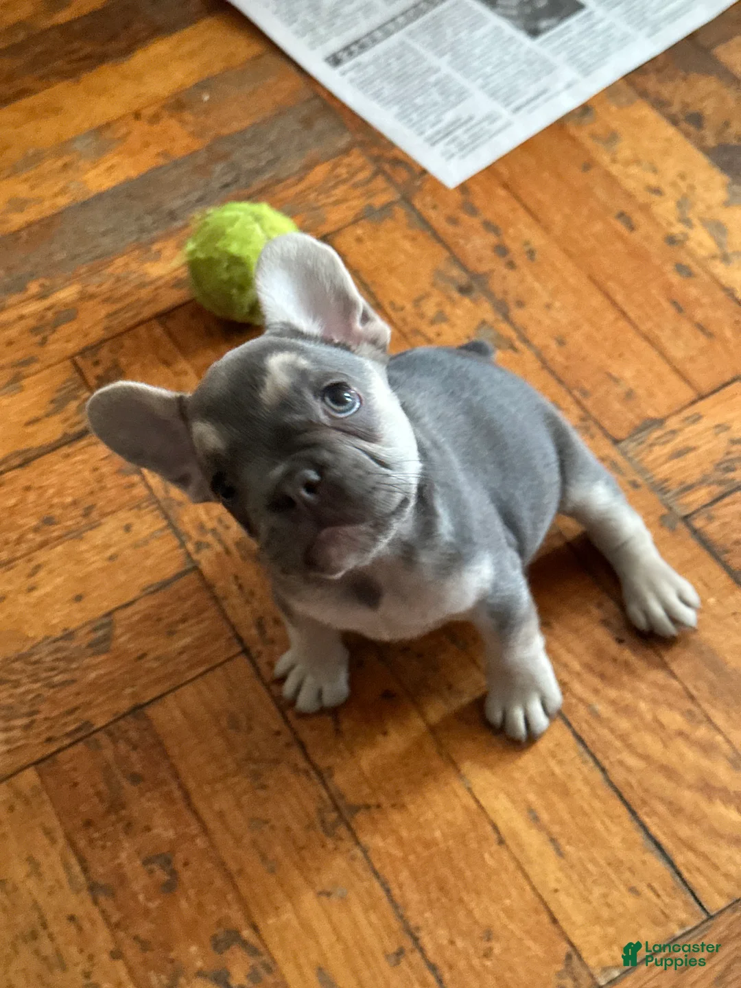 French Bulldog dogs for sale: Jelly 2 - Ad 2