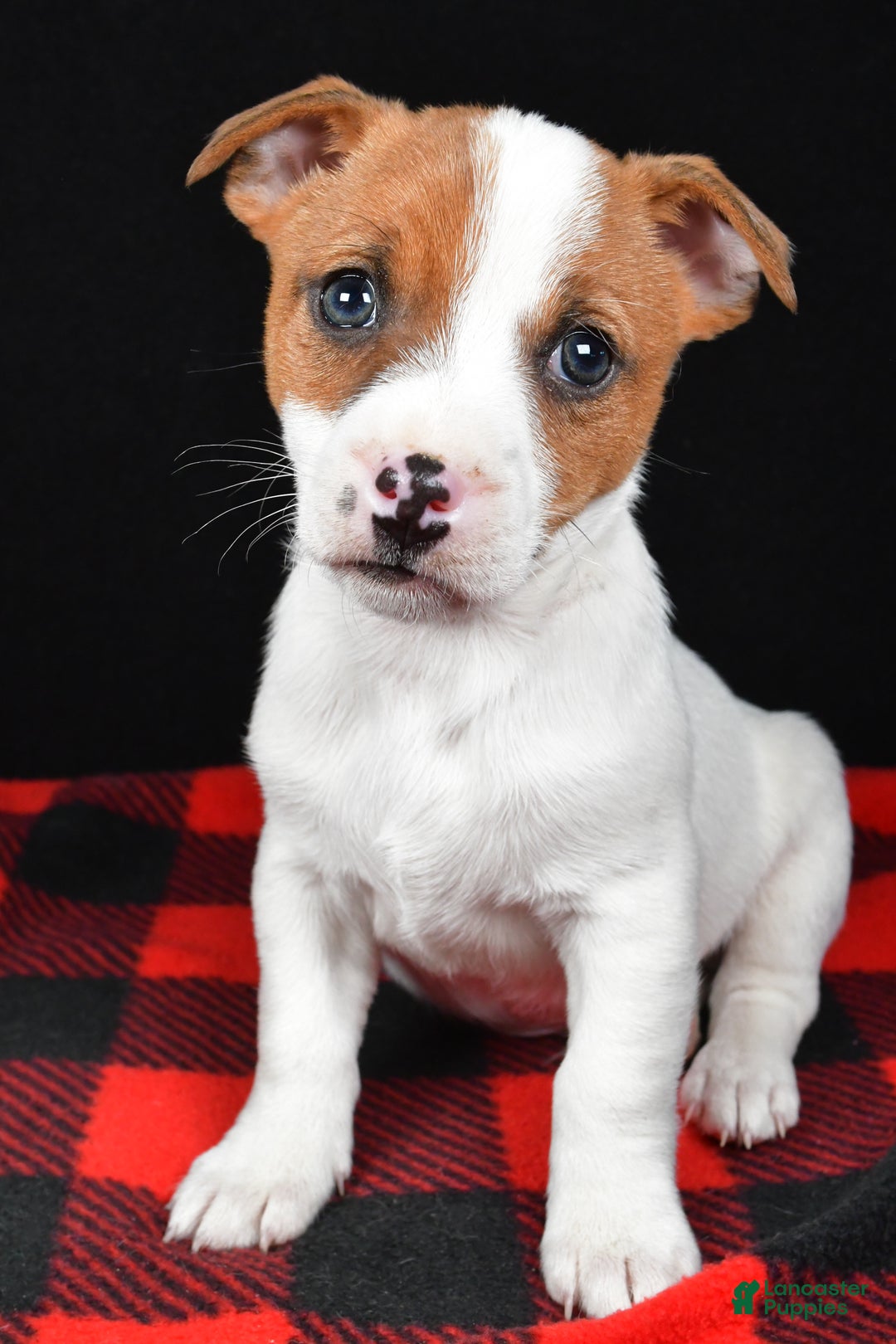 Jack Russell Terrier dogs for sale: Thunder - Ad 1