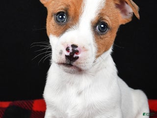 Jack Russell Terrier dogs Thunder - Ad 3