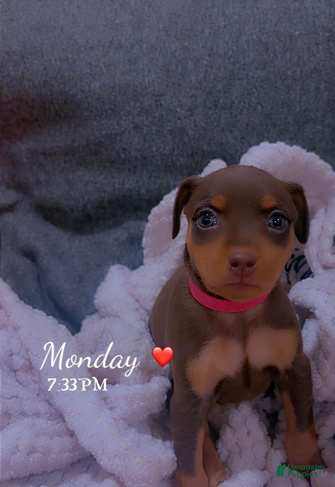 Miniature Pinscher dogs for sale: Queen  - Ad 1