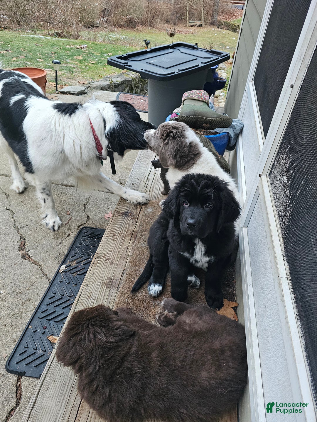 Newfoundland dogs for sale: Ella - Ad 1