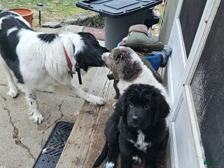 Newfoundland dogs Ella - Ad 19