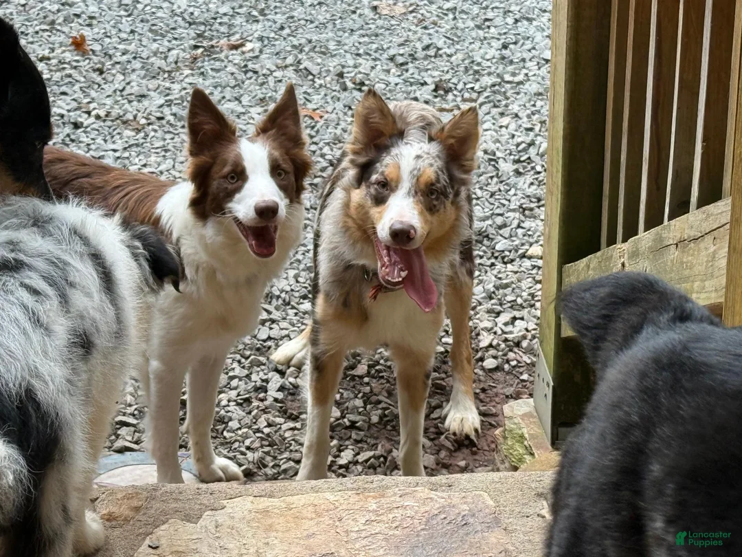 Border Collie dogs for sale: Buttercup - Ad 10