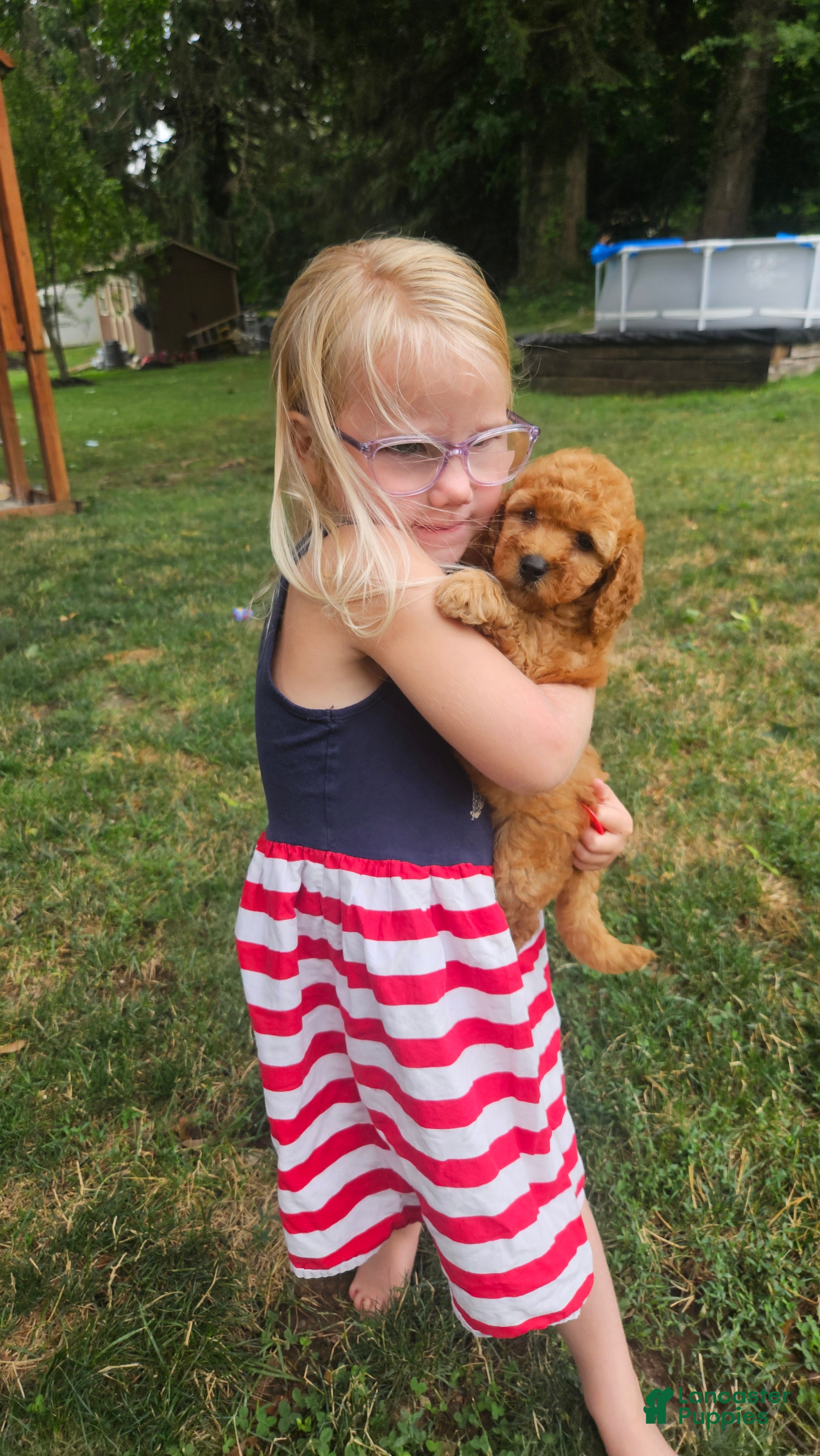 Mini Goldendoodle dogs Cutie - Ad 1