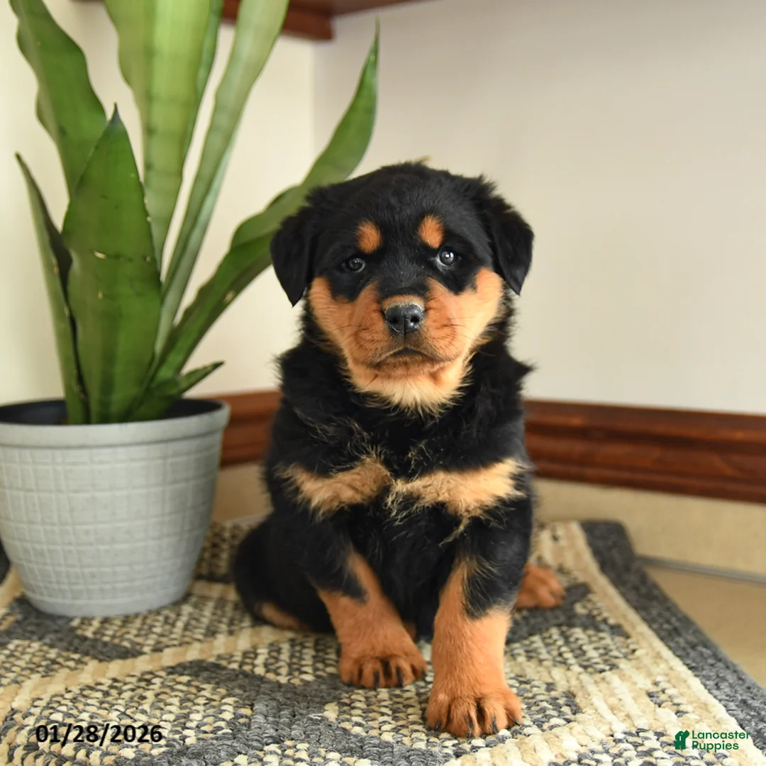 Rottweiler dogs for sale: Darcy - Ad 3