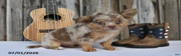 Chihuahua dogs for sale: Taco - Ad 4