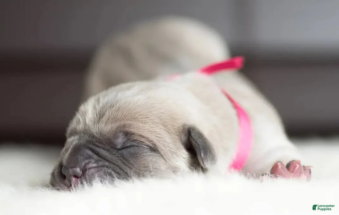 Cane Corso dogs for sale: Titan Bones Shield Of Valkyrie  - Ad 2