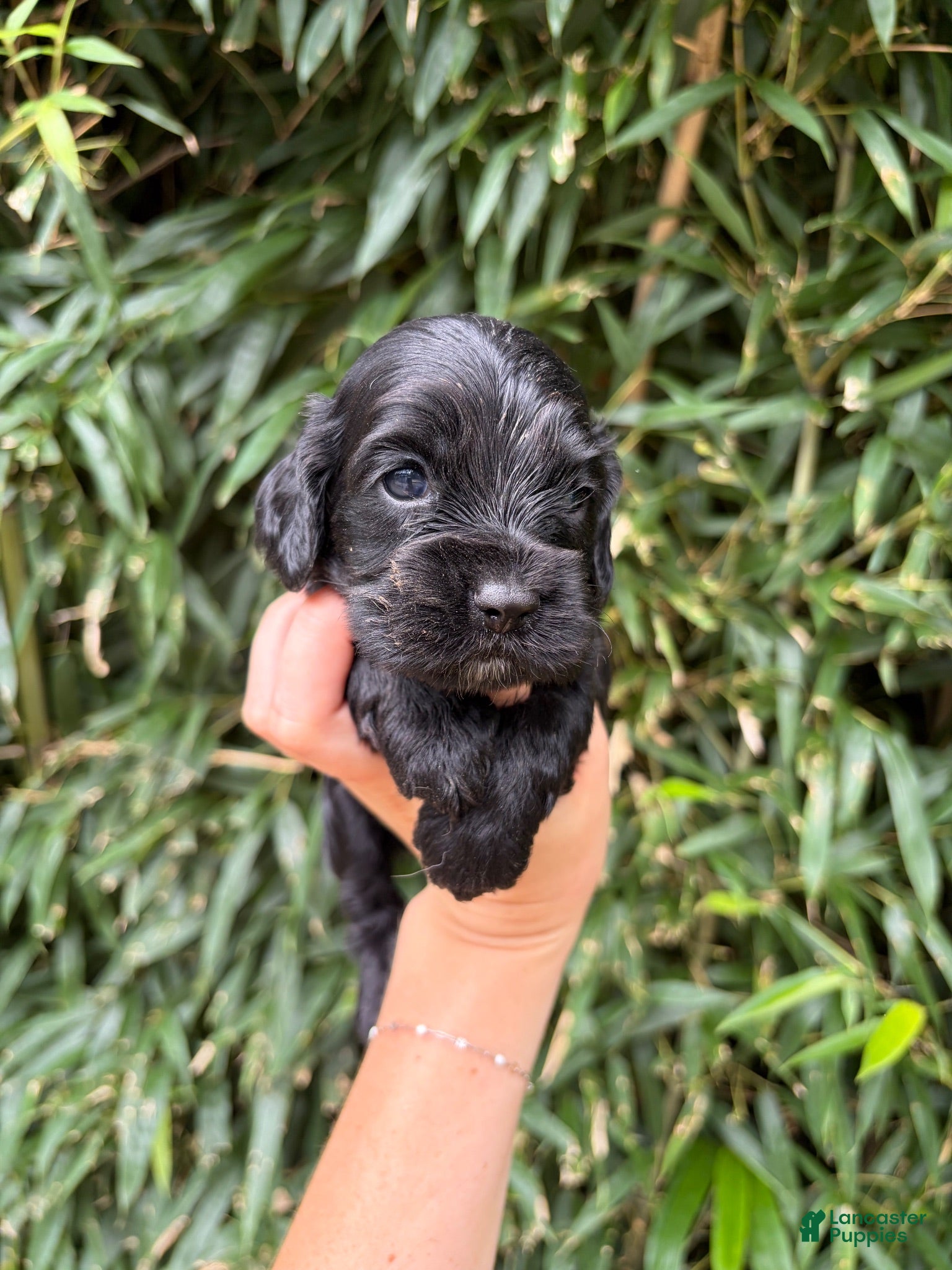 Cocker Spaniel dogs Cocker Spaniel 4 - Ad 10