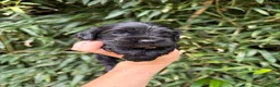 Cocker Spaniel dogs for sale: Cocker Spaniel 4 - Ad 1
