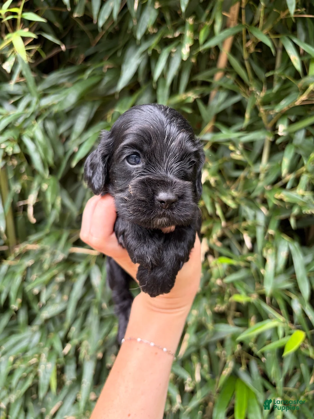 Cocker Spaniel dogs for sale: Cocker Spaniel 4 - Ad 1