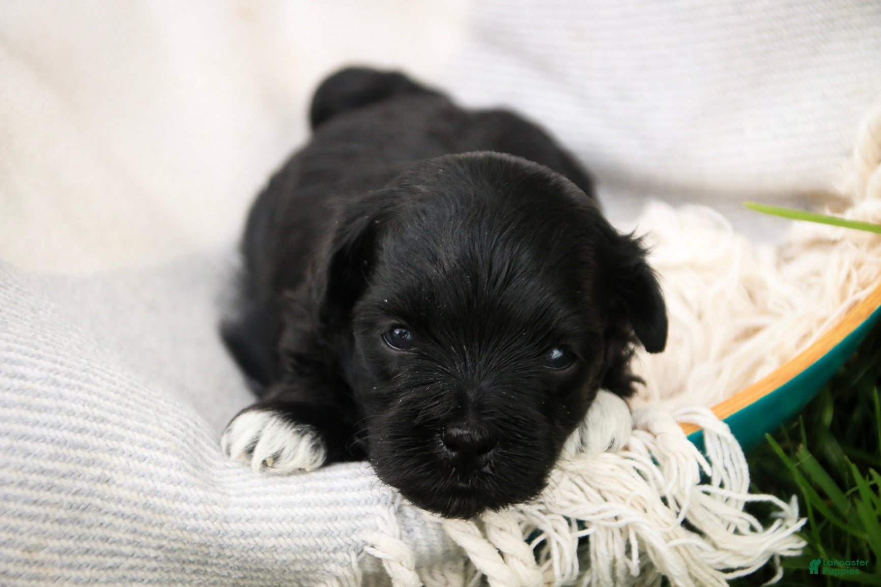 Havanese dogs Maltilda Havanese - Ad 2