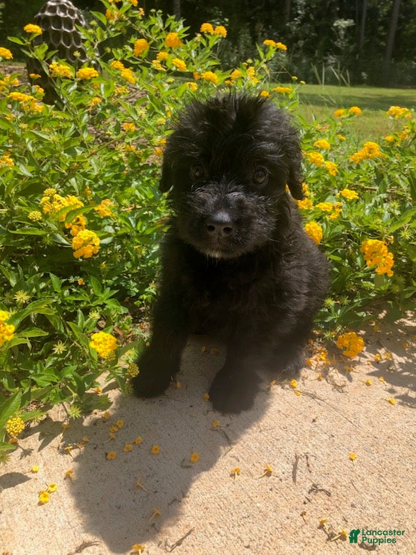Bouvier Des Flandres dogs Bouvier Des Flandres Girl 1 - Ad 1