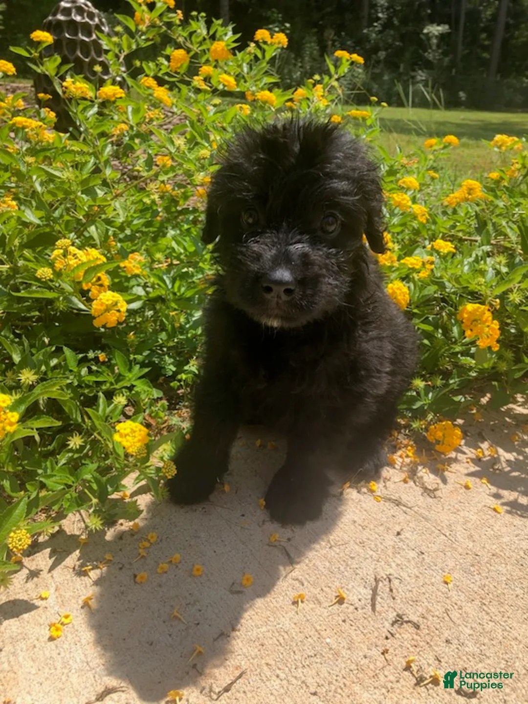 Bouvier Des Flandres dogs for sale: Bouvier Des Flandres Girl 1 - Ad 1