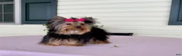 Yorkshire Terrier dogs for sale: Fluffy - Ad 10