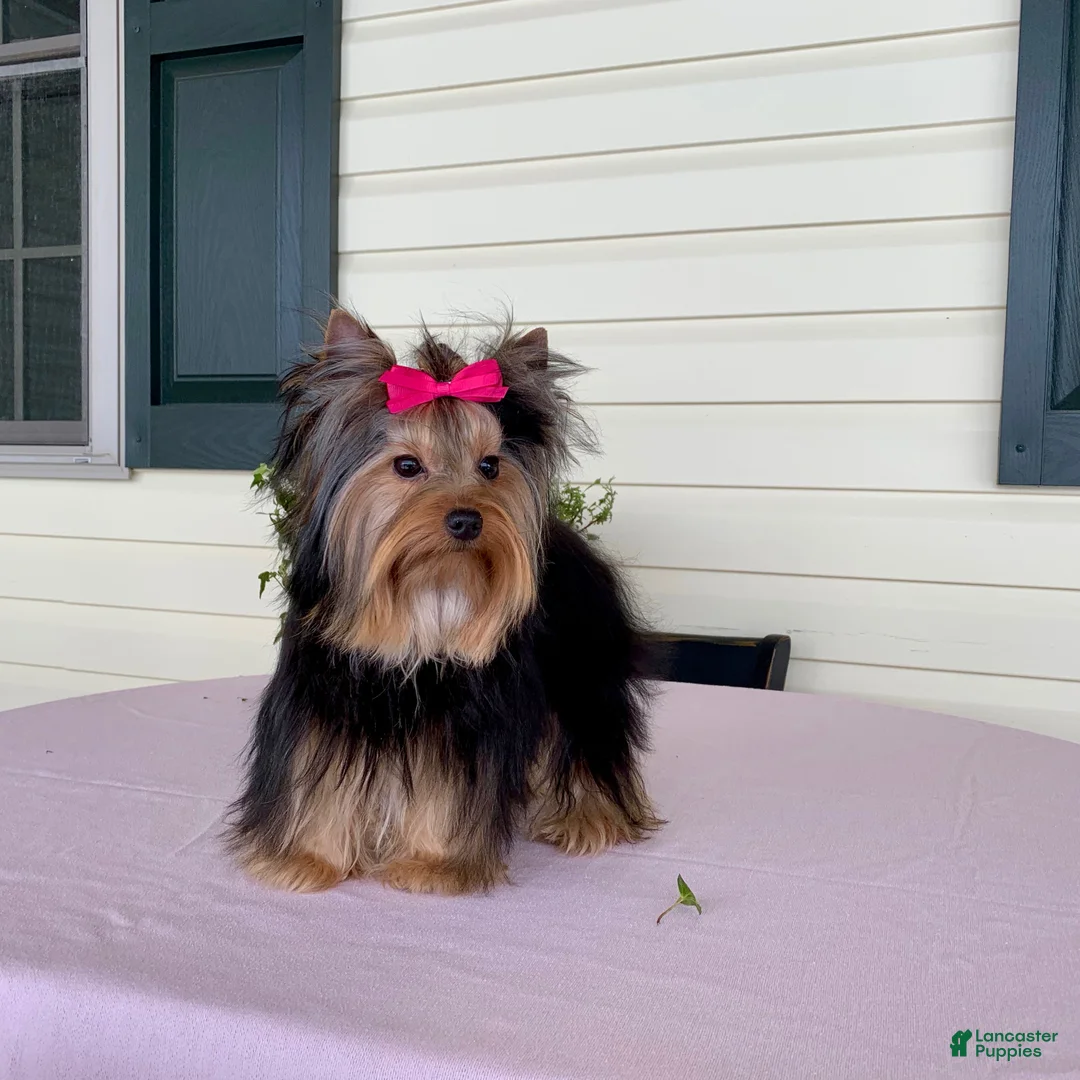 Yorkshire Terrier dogs for sale: Fluffy - Ad 10