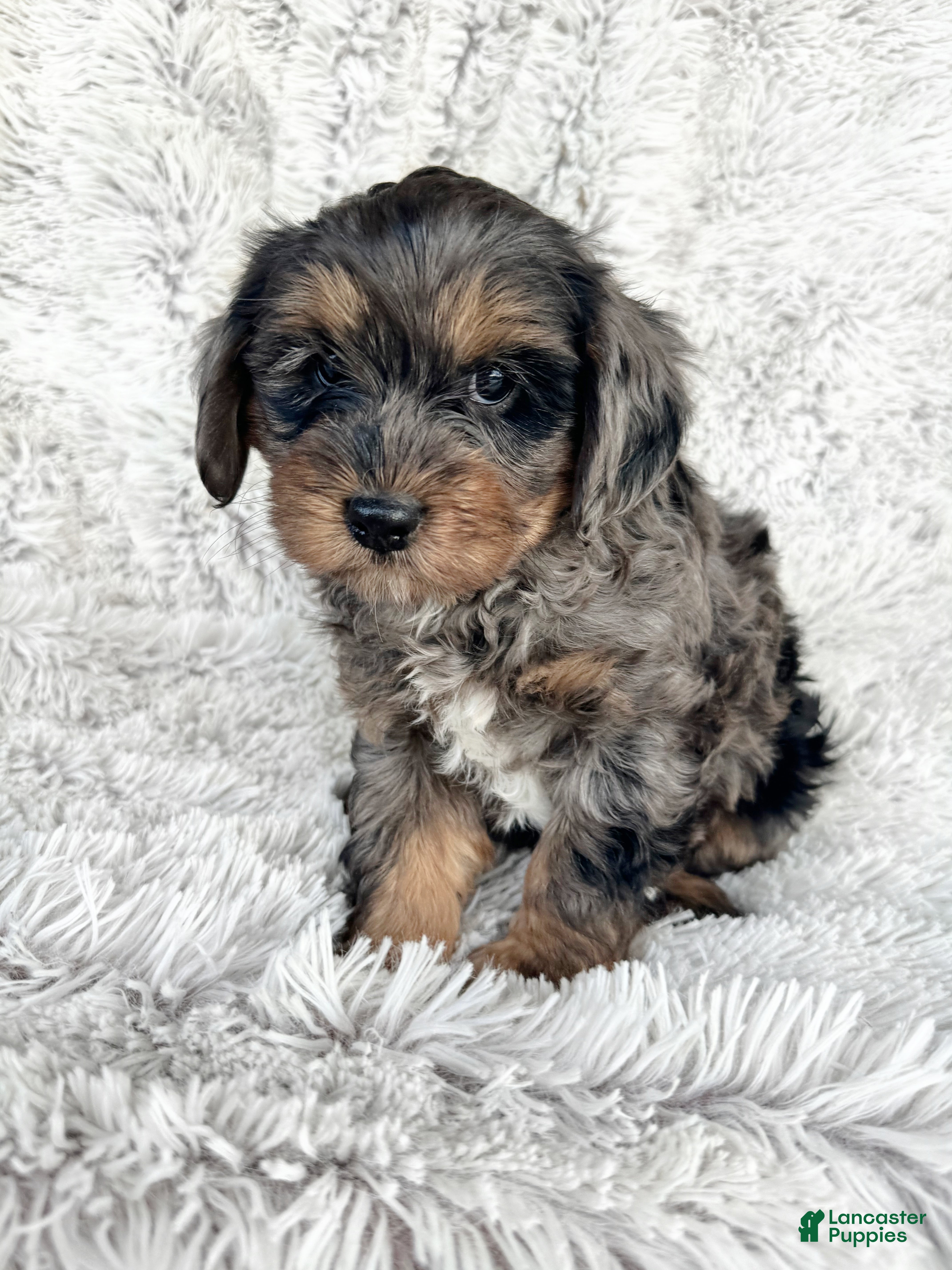 Cavapoo dogs Epic - Ad 12